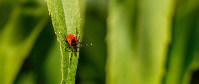 copyright: Pexels / Erik Karits Krpelj na vlati trave
