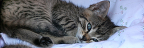 Katze